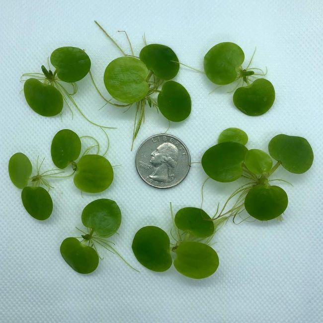 Aquarigram Amazon frogbit live floating aquarium plants with 20+ leaves and bonus plant
