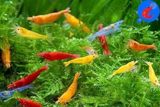 Generic Aquatics Neocaridina Freshwater Shrimp