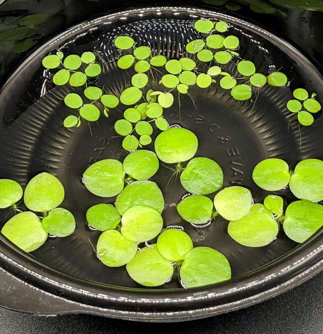 HIRO Aquatics Amazon frogbit and water spangles floating plants for betta aquariums