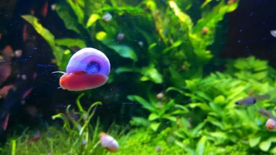 Ramshorn Snails for Aquarium Algae Control
