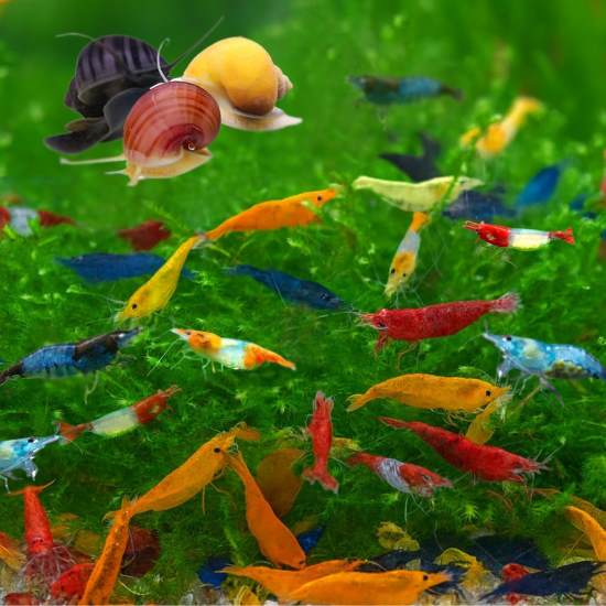 Swimming Creatures Standard Grade Neocaridina Shrimp