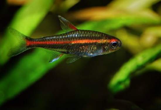 Worldwide Tropicals Live Freshwater Aquarium Fish