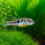How to Choose Safe Pea Puffer Tank Mates for a Peaceful Nano Aquarium
