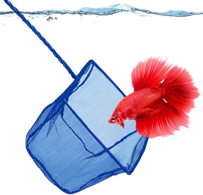 SunGrow soft mesh betta fish net with fine nylon material for safe fish handling and tank maintenance