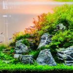 How to Select the Best Aquarium Rocks for Aquascaping
