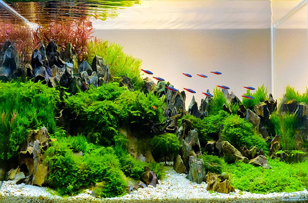 Aquarist placing decorative rocks to build a balanced underwater aquascape scene
