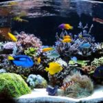 How to Set Up a Reef Aquarium Starter Kit for Beginners Step by Step Guide