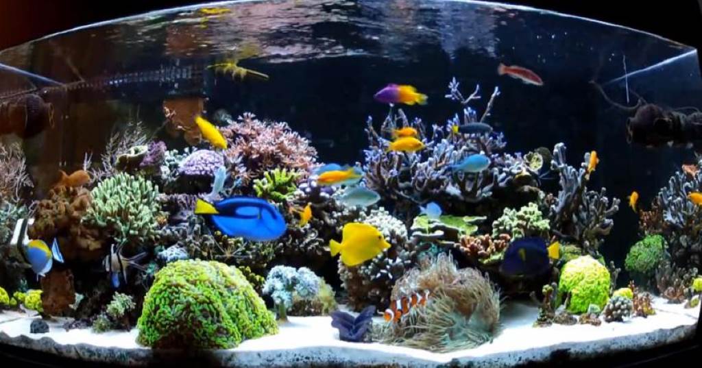 How to Set Up a Reef Aquarium Starter Kit for Beginners Step by Step Guide