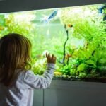 How to Choose the Best Tank Mates for a Freshwater Aquarium (Complete Compatibility Guide)