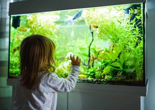 How to Choose the Best Tank Mates for a Freshwater Aquarium (Complete Compatibility Guide)