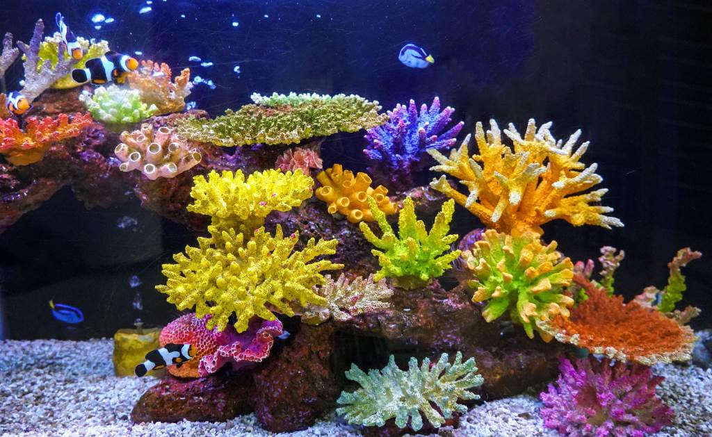 How to Use a Reef Aquarium Test Kit to Maintain Perfect Water Parameters