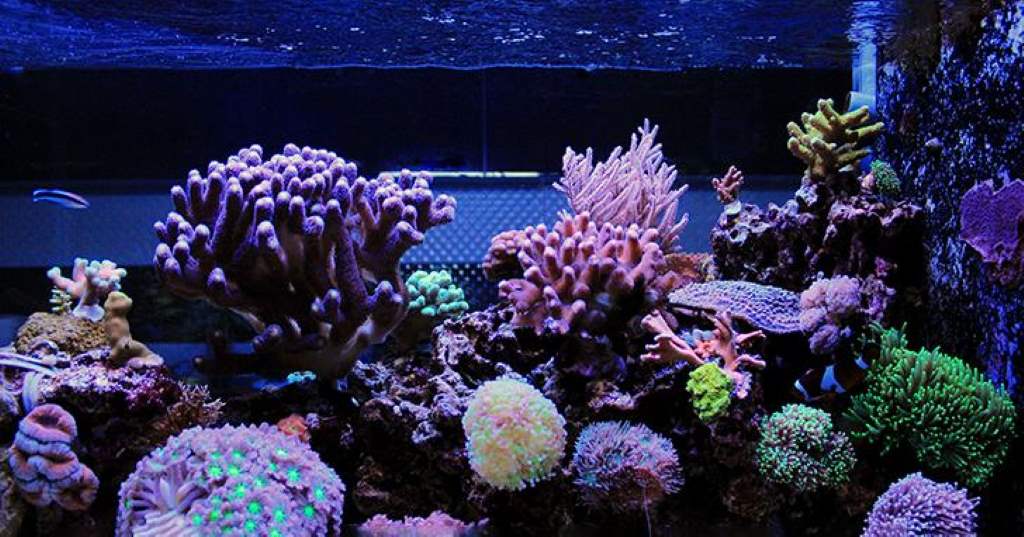 advanced LED reef aquarium lighting system with controller