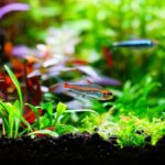 How to Choose the Best Aquarium Floating Plants for a Healthy Tank