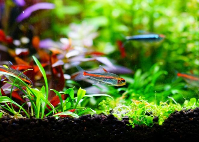 How to Choose the Best Aquarium Floating Plants for a Healthy Tank