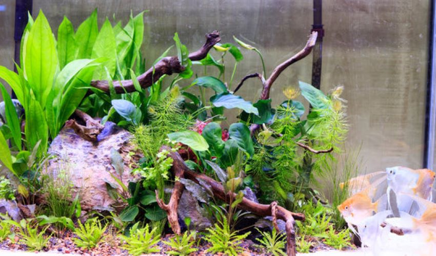 Close-up of healthy floating aquarium plants growing on the water surface