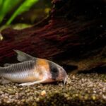How to Choose the Best Aquarium Gravel for Your Fish Tank