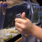 How to Use an Aquarium Gravel Cleaner for Easy Tank Maintenance