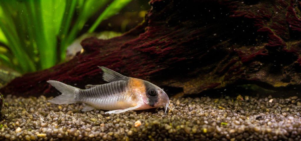 How to Choose the Best Aquarium Gravel for Your Fish Tank