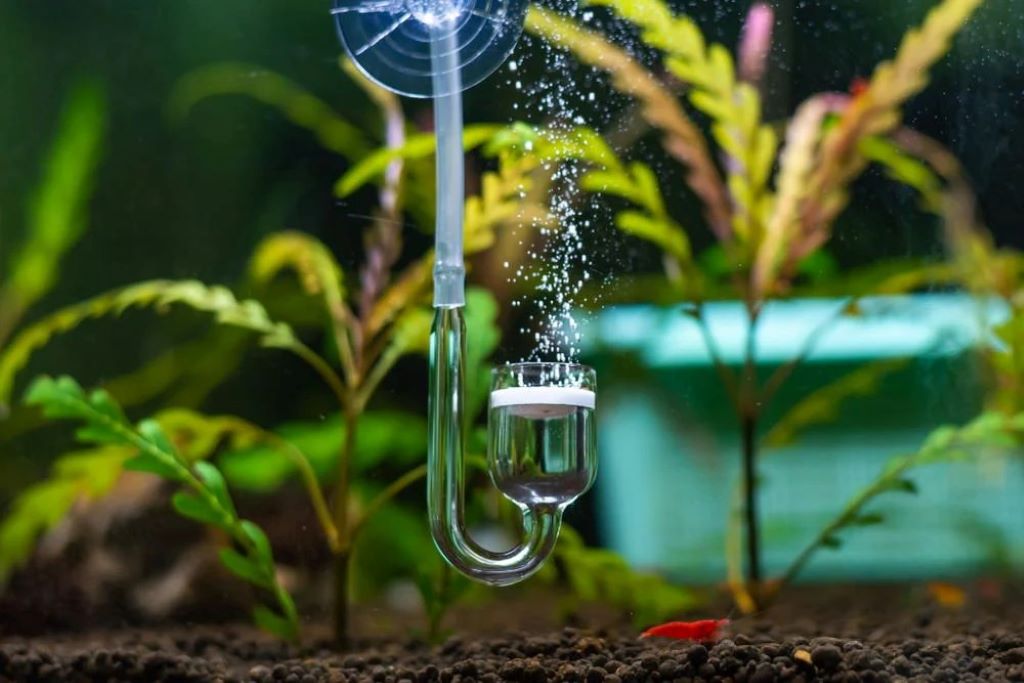 How to Choose Aquarium Plant Fertilizer in Washington for Healthy Growth