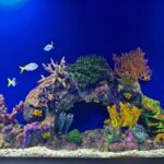 How to Select the Best Reef Salt for Your Aquarium (Beginner to Pro Guide)