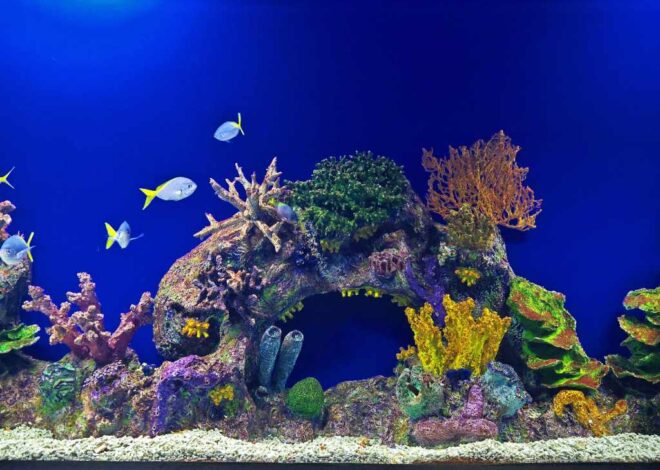 How to Select the Best Reef Salt for Your Aquarium (Beginner to Pro Guide)