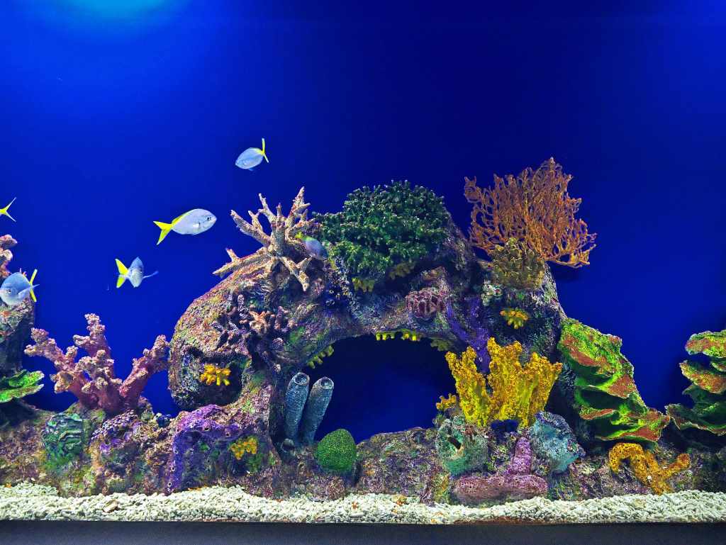 How to Select the Best Reef Salt for Your Aquarium (Beginner to Pro Guide)