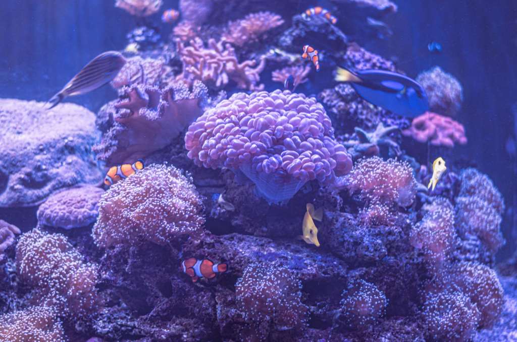 mixing reef salt in aquarium bucket with water circulation
