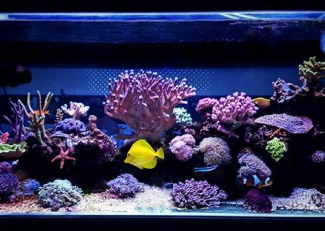 How to Use Reef Adhesive for Safe and Secure Coral Placement