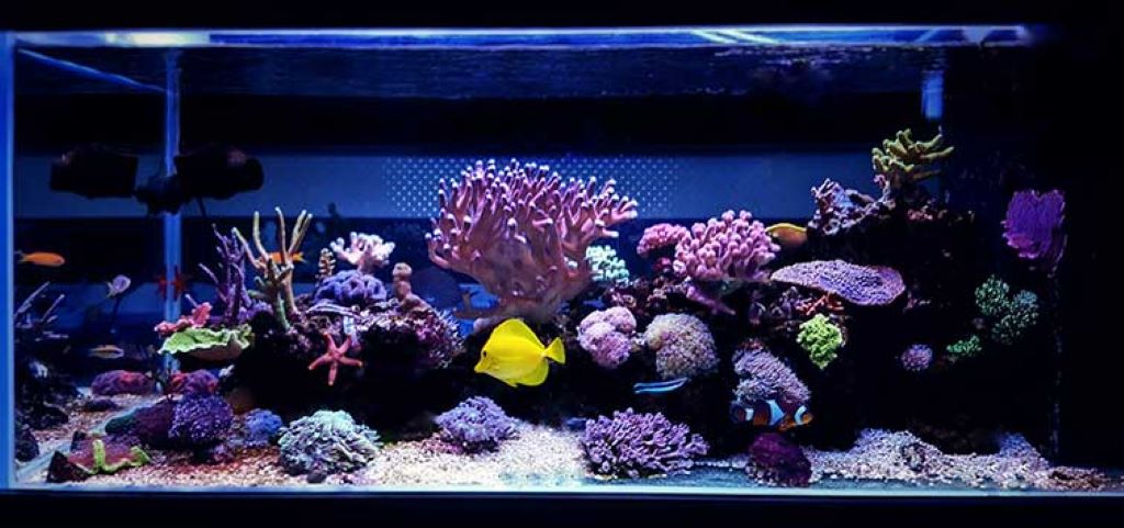 How to Use Reef Adhesive for Safe and Secure Coral Placement