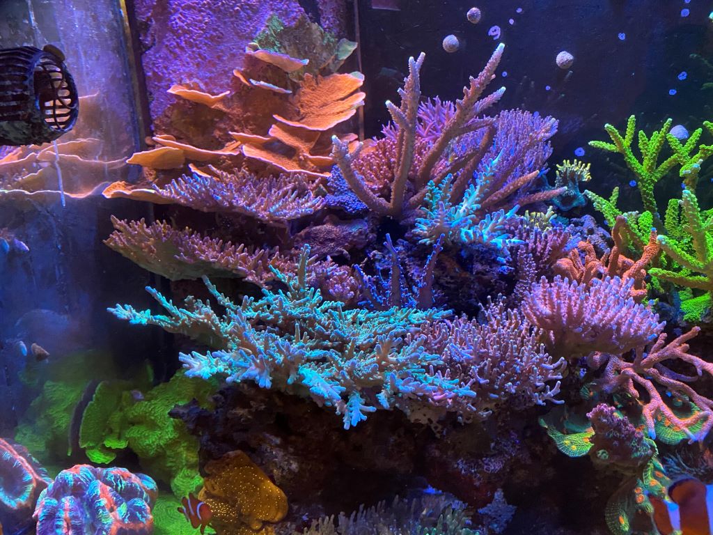 Aquarist using reef adhesive to secure coral onto live rock in a saltwater tank