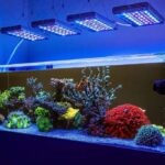 How to Choose the Best Reef Aquarium Light for Vibrant Coral Health