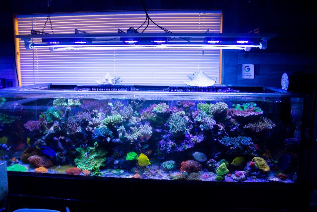 Reef aquarium illuminated with LED lighting to enhance coral color and growth