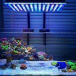 How to Choose the Right Reef Aquarium Lighting for Healthy Coral Growth