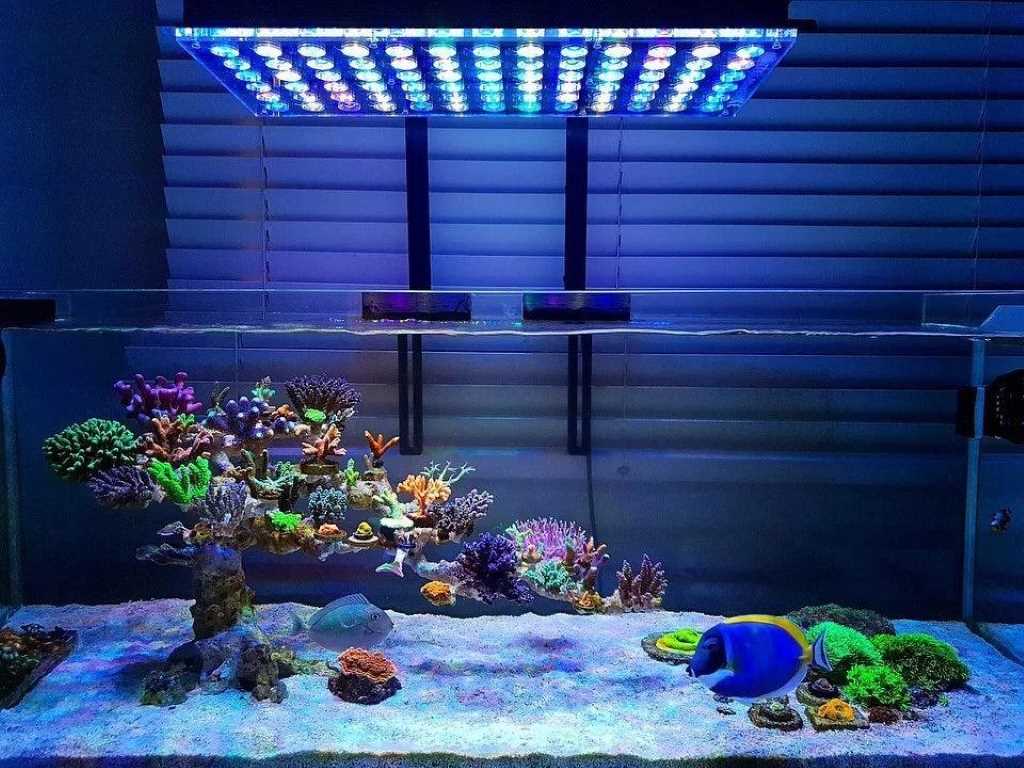 How to Choose the Right Reef Aquarium Lighting for Healthy Coral Growth