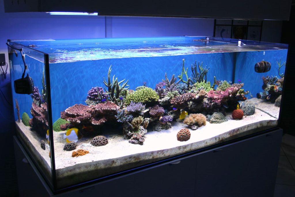 Reef aquarium sand creating a natural base for marine life and coral growth