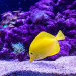 How to Choose the Best Reef Aquarium Sand for a Natural Ecosystem