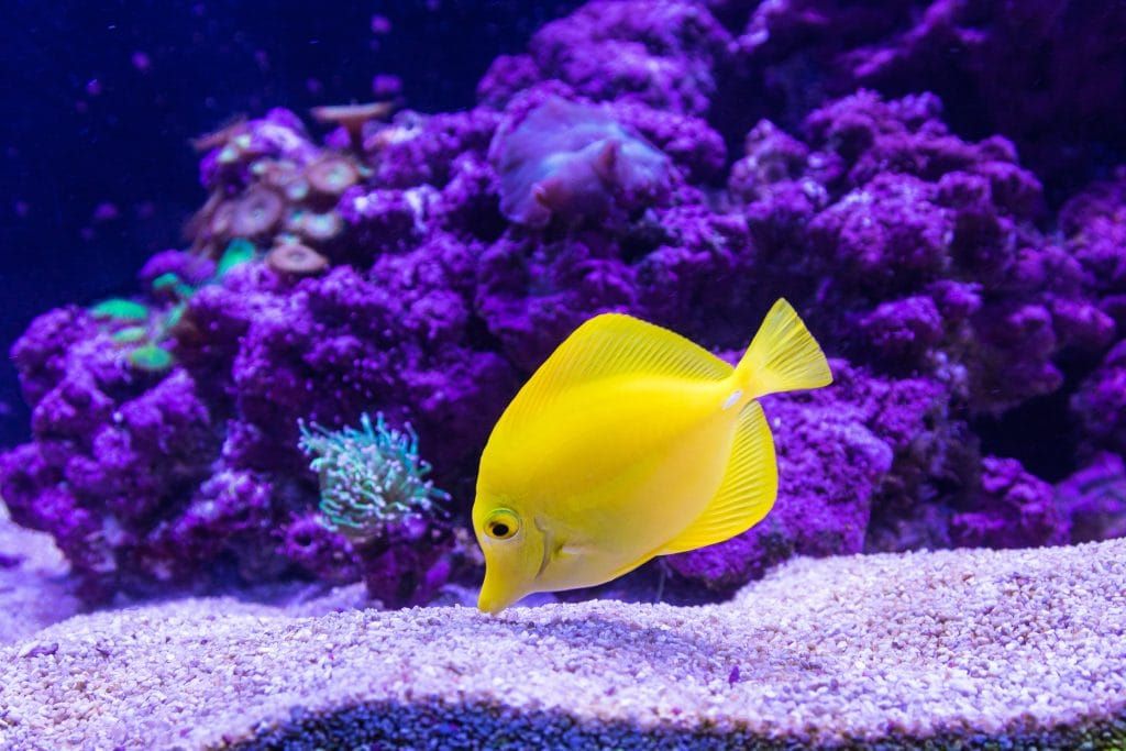 How to Choose the Best Reef Aquarium Sand for a Natural Ecosystem