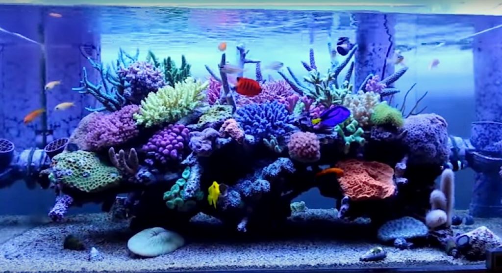 How to Pick the Best Reef Aquarium Skimmer for Crystal Clear Water