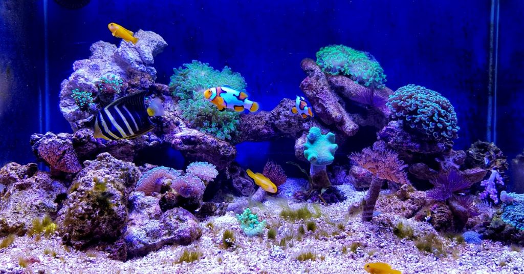 How to Find Essential Reef Aquarium Supplies for Beginners and Experts