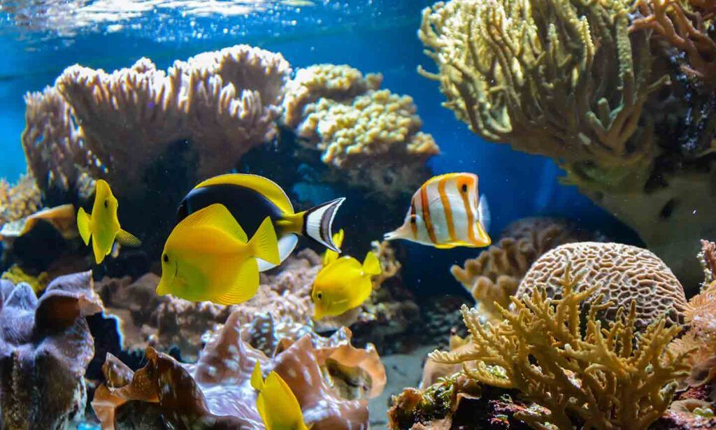 Beginner and expert reef tank equipment displayed for marine aquarium care