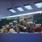 How to Use a Reef PAR Meter to Optimize Coral Growth