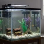 How to Choose the Best UV Reef Aquarium Filter for Cleaner Water