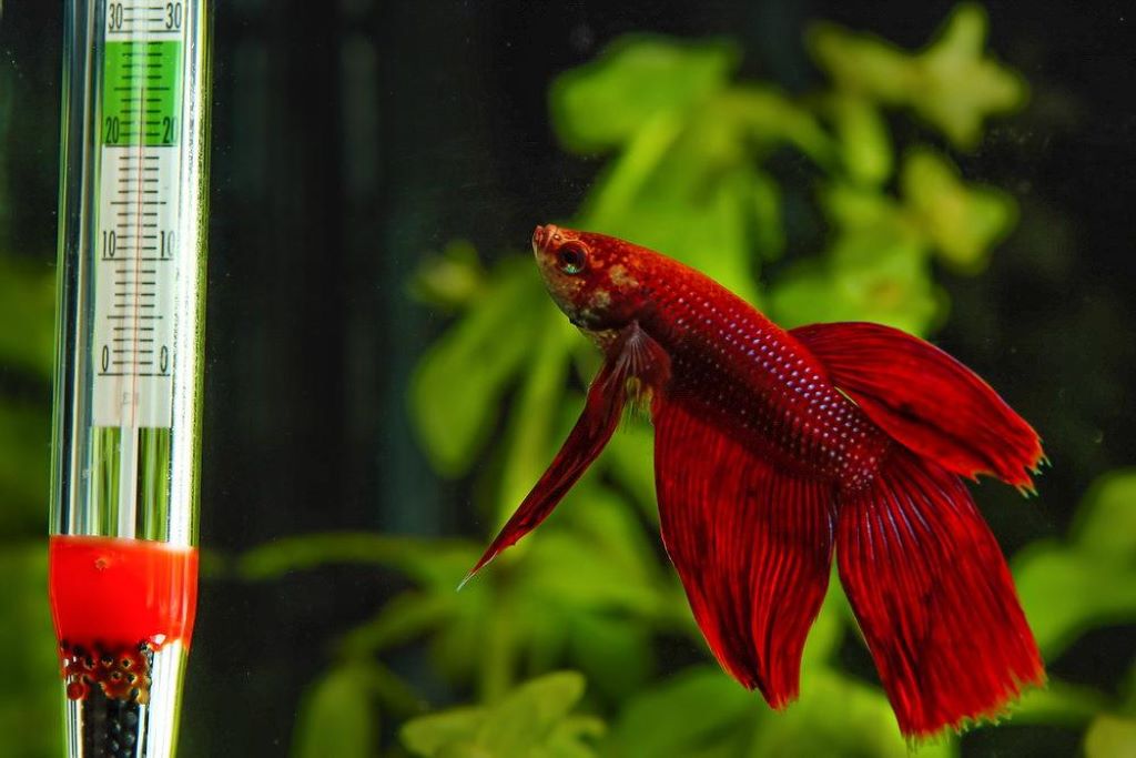 Aquarium heater inside fish tank maintaining stable water temperature for healthy fish