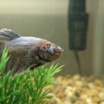 How to Treat Cloudy Eye in Aquarium Betta Fish