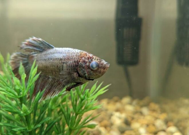 How to Treat Cloudy Eye in Aquarium Betta Fish