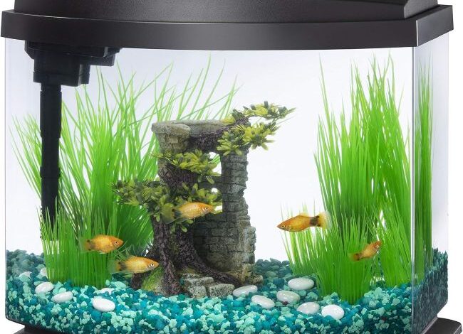 Affordable Aqueon MiniBow Desktop Fish Tank in North Carolina (NC): Could This Be Your Next Compact Aquarium Upgrade?