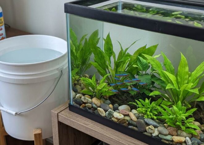 How to Dose API Tap Water Conditioner