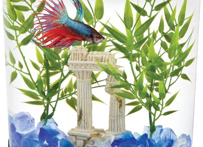 Best Tetra 1.1-Gallon Betta Aquarium Kit in Georgia (GA): Is It a Smart Choice for Beginners Looking for a Compact Setup?
