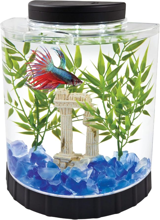 Best Tetra 1.1-Gallon Betta Aquarium Kit in Georgia (GA): Is It a Smart Choice for Beginners Looking for a Compact Setup?