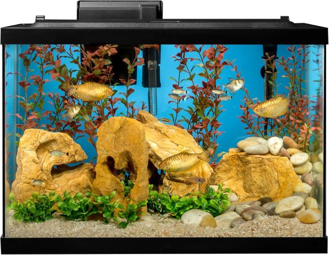 Affordable Tetra 20-gallon aquarium with complete setup for tropical fishkeeping